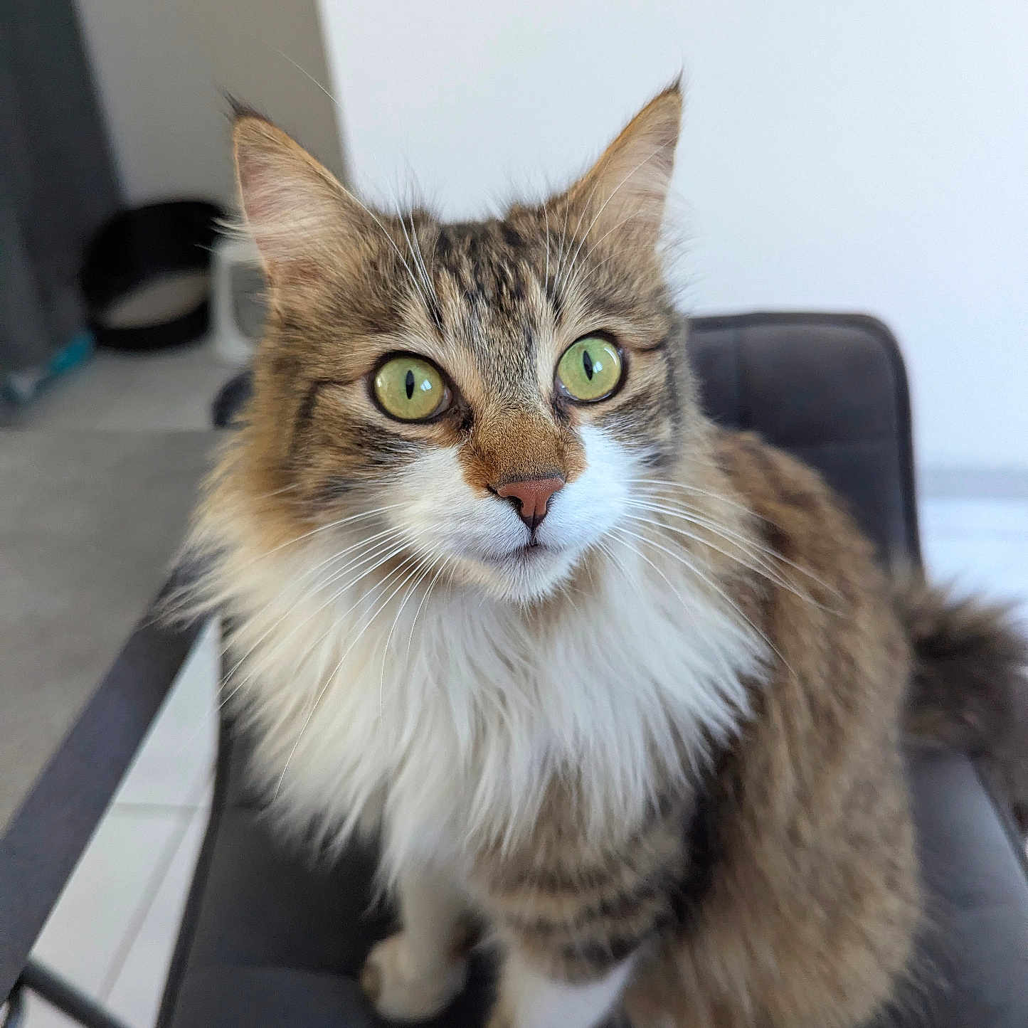 Tino participe au concours pour gagner de l'argent avec cette photo : abyssinian, angora, animal, architecture, armchair, building, cat, chair, couch, furniture, hardwood, indoors, kitten, livingroom, manx, pet, room, siamese, wood