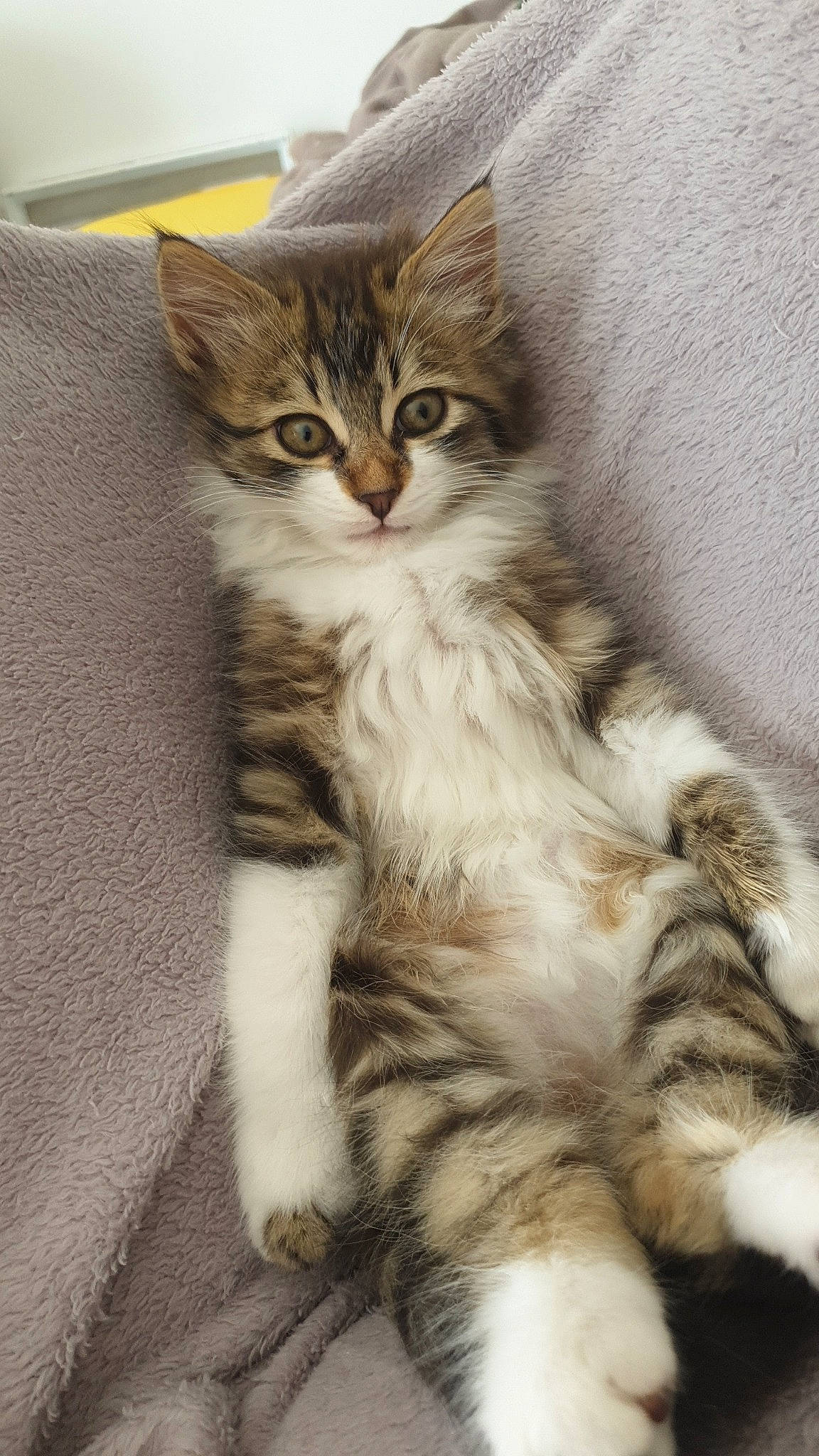 Tino a rejoint le concours — aidez-le/la à gagner de superbes lots ! carnivore, cat, claw, comfort, domestic_short_haired_cat, fawn, felidae, fur, paw, small_to_medium_sized_cats, snout, tail, terrestrial_animal, whiskers