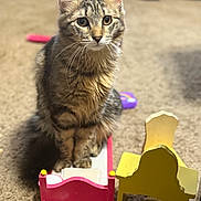 Oof is registered to the contest to win money with this photo: animal, bed, brown, carpet, cat, chair, cute, domestic, ears, floor, furniture, indoor, miniature, pet, playtime, small_bed, tabby, toy, whiskers, yellow