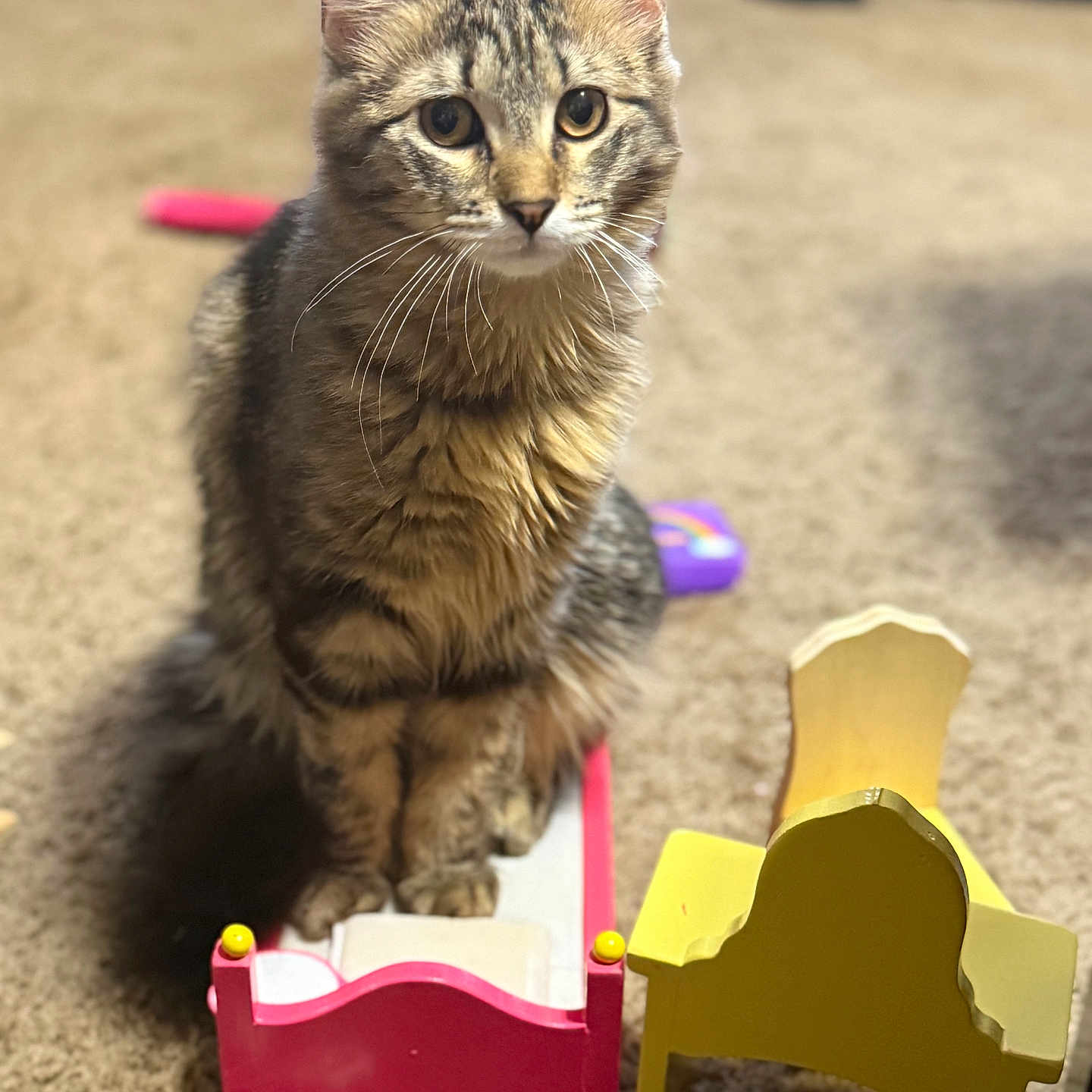 Oof is registered to the contest to win money with this photo: animal, bed, brown, carpet, cat, chair, cute, domestic, ears, floor, furniture, indoor, miniature, pet, playtime, small_bed, tabby, toy, whiskers, yellow