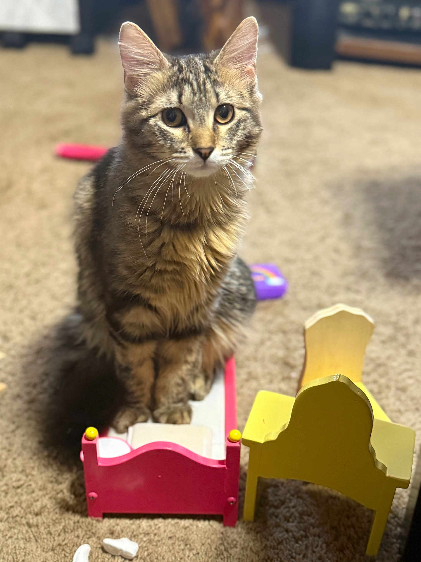 Oof is registered to the contest to win money with this photo: animal, bed, brown, carpet, cat, chair, cute, domestic, ears, floor, furniture, indoor, miniature, pet, playtime, small_bed, tabby, toy, whiskers, yellow