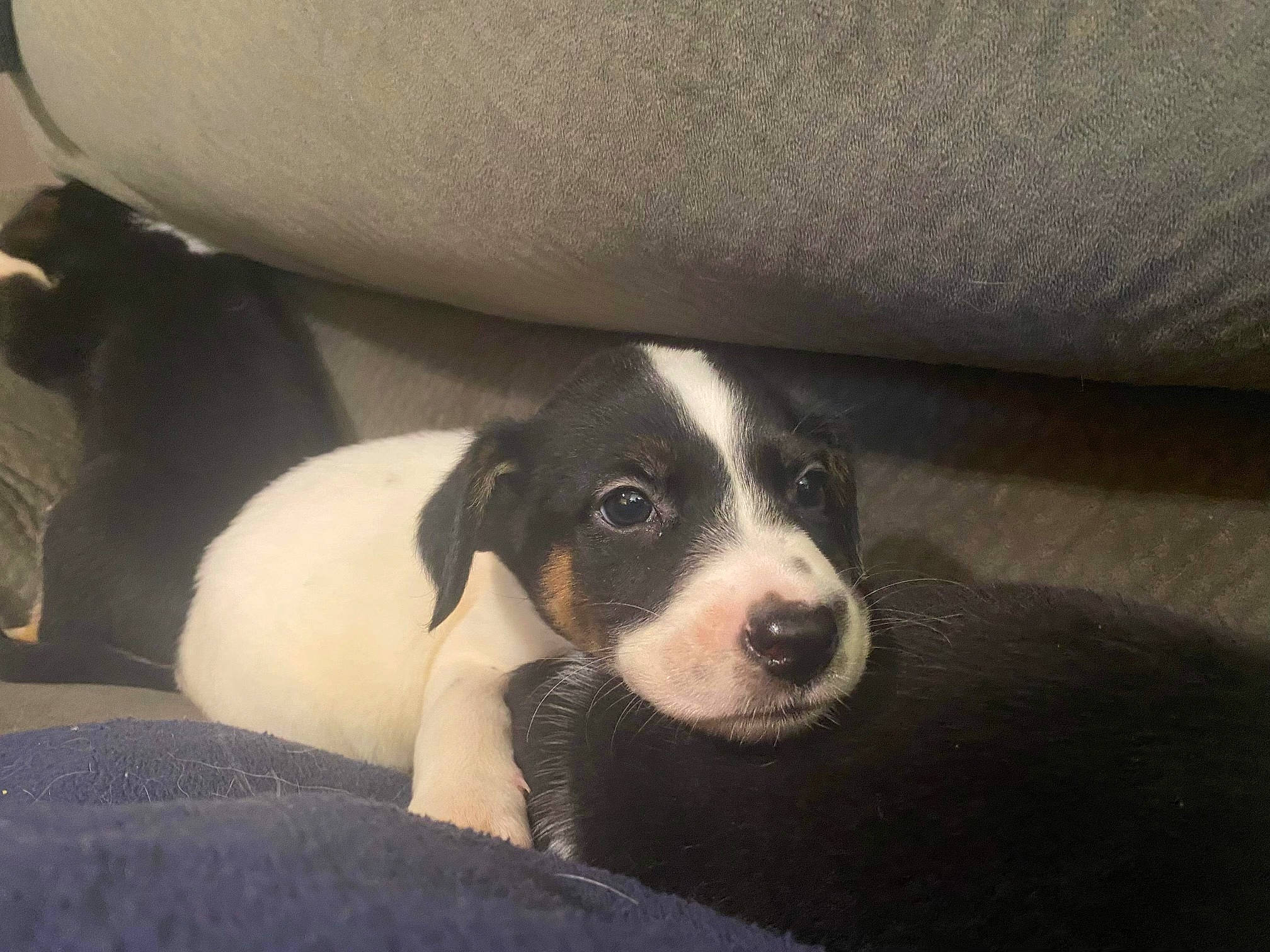 Xan joined the competition — help win amazing prizes! bored, canidae, carnivore, comfort, companion_dog, dog, dog_breed, non_sporting_group, paw, puppy, snout, sporting_group, terrestrial_animal, whiskers, working_animal