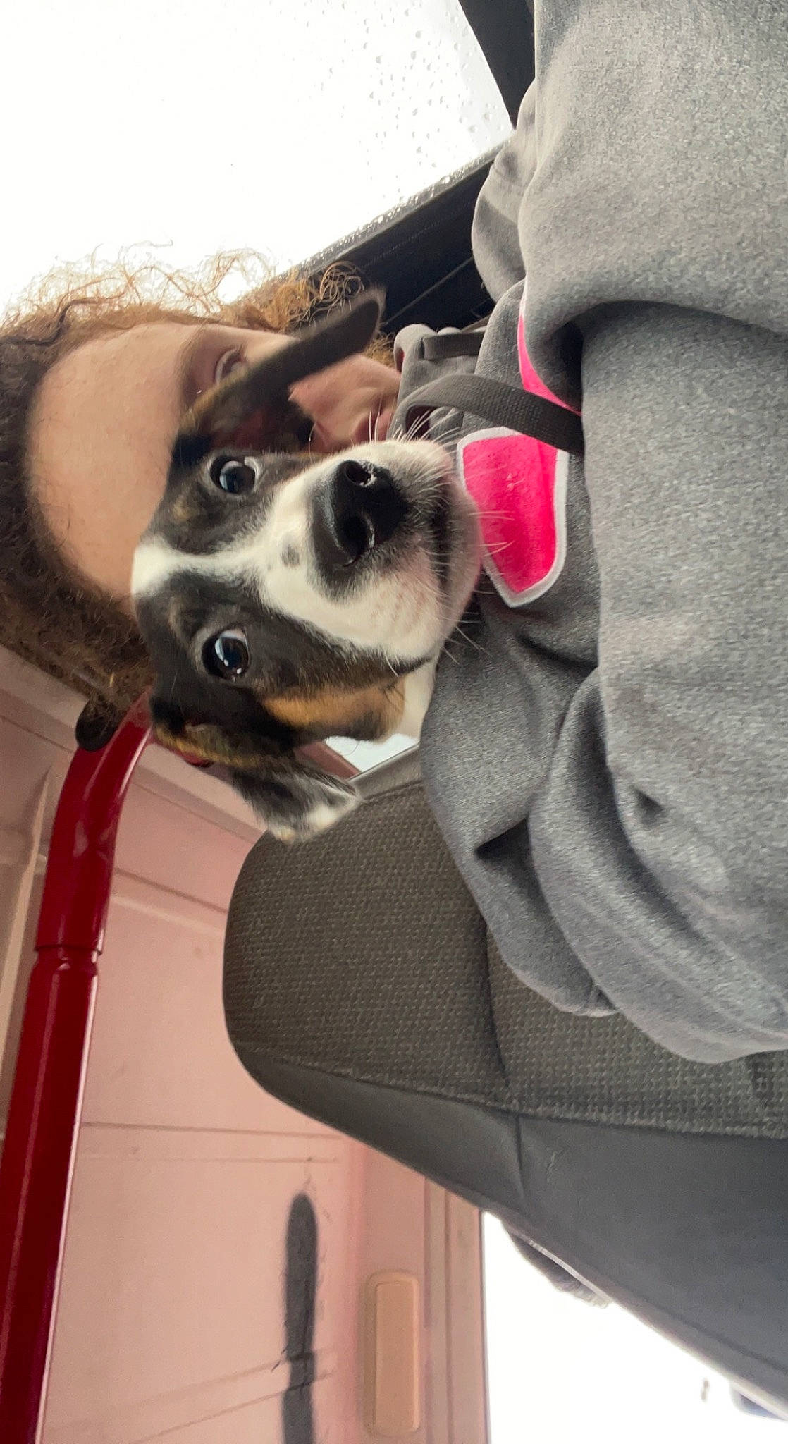 Xan joined the competition — help win amazing prizes! auto_part, canidae, car_seat, carnivore, collar, comfort, companion_dog, dog, dog_breed, dog_collar, eyewear, family_car, fur, leash, non_sporting_group, sitting, sporting_group, vehicle, vehicle_door, whiskers