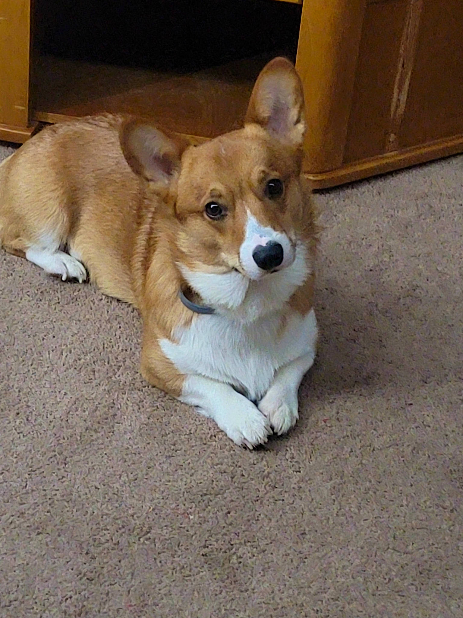 Isaac joined the competition — help win amazing prizes! ancient_dog_breeds, canidae, cardigan_welsh_corgi, carnivore, companion_dog, dog, dog_breed, door, fawn, flooring, fur, non_sporting_group, sporting_group, tail, terrestrial_animal, whiskers, wood, working_animal