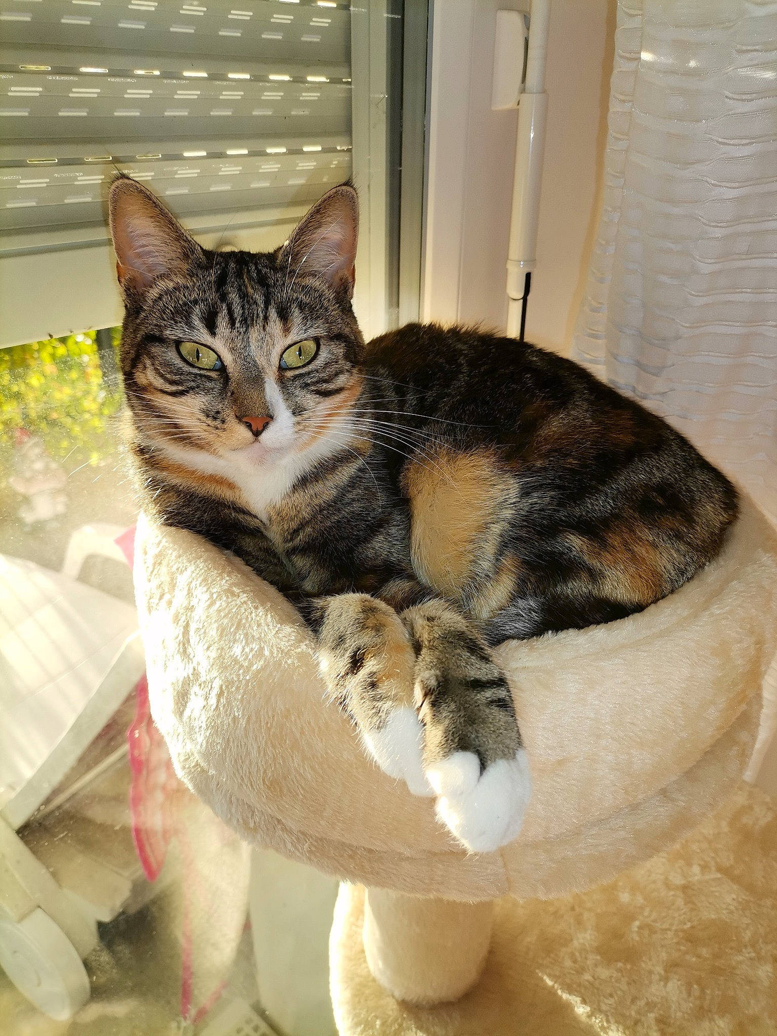 Nell participe au concours pour gagner de l'argent avec cette photo : aegean_cat, american_shorthair, american_wirehair, asian, carnivore, cat, domestic_short_haired_cat, dragon_li, european_shorthair, felidae, fur, kitten, paw, small_to_medium_sized_cats, tabby_cat, whiskers