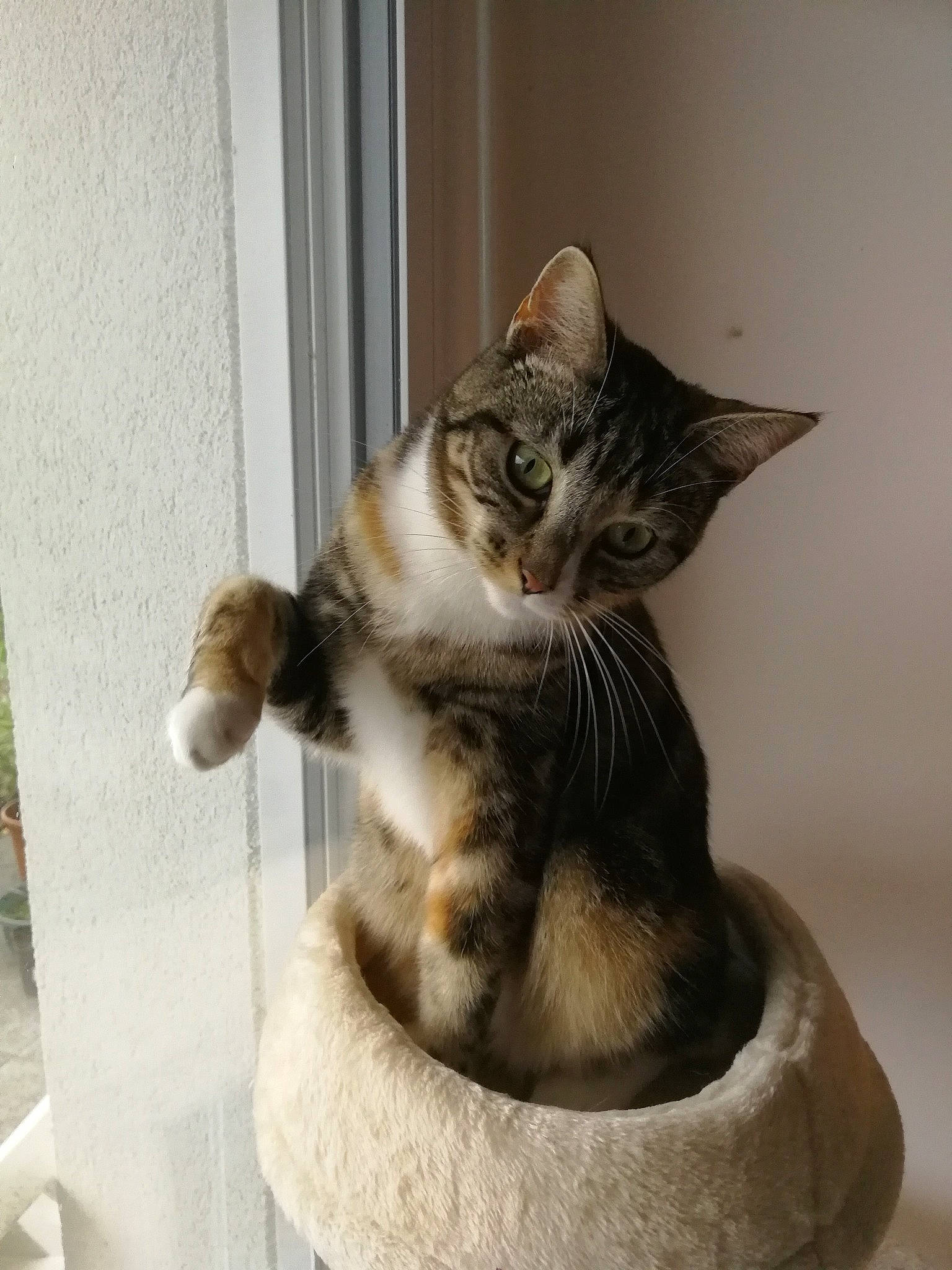 Nell a rejoint le concours — aidez-le/la à gagner de superbes lots ! art, carnivore, cat, cat_furniture, cat_supply, claw, domestic_short_haired_cat, felidae, fur, paw, pet_supply, plant, sitting, small_to_medium_sized_cats, snout, tail, whiskers, window, wood