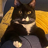 Zorro participe au concours pour gagner de l'argent avec cette photo : cat, tuxedo_cat, black_and_white, pet, animal, feline, whiskers, paw, yellow_pillow, couch, indoor, relaxed, close_up, fur, ears, eyes, cute, domestic_cat, resting, portrait