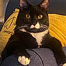 cat, tuxedo_cat, black_and_white, pet, animal, feline, whiskers, paw, yellow_pillow, couch, indoor, relaxed, close_up, fur, ears, eyes, cute, domestic_cat, resting, portrait