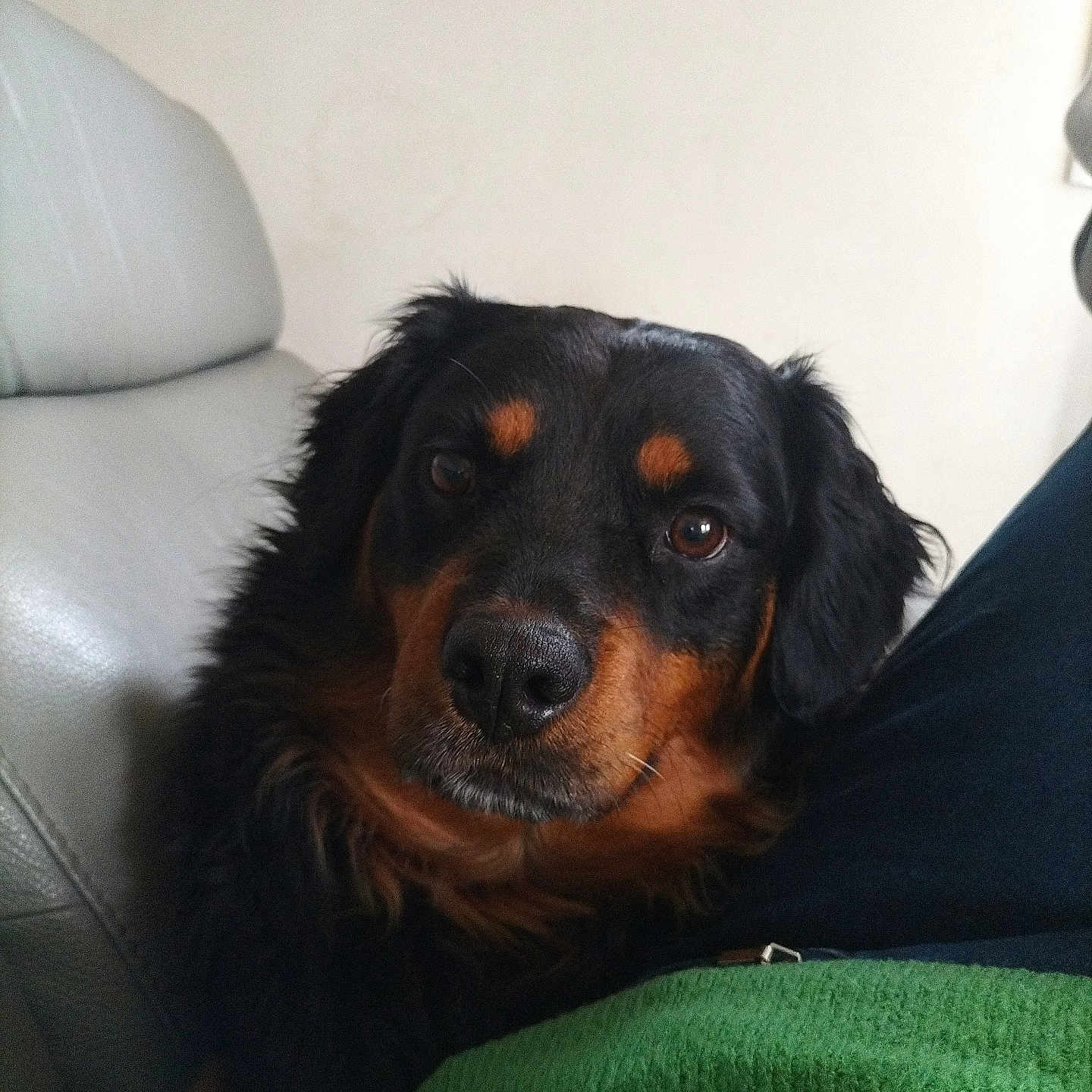 Sharkan participe au concours pour gagner de l'argent avec cette photo : animal, black_fur, brown_fur, canine, closeup, clothing, companion, couch, dog, eyes, face, fur, green_sweater, indoor, leather, nose, person, pet, portrait, relaxing