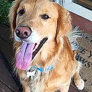 Hank joined the competition — help win amazing prizes! dog, golden_retriever, tongue_out, pet, animal, canine, sitting, collar, outdoor, wooden_deck, plant, door, fur, happy, friendly, domestic_animal, mammal, portrait, companion, cute