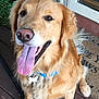 dog, golden_retriever, tongue_out, pet, animal, canine, sitting, collar, outdoor, wooden_deck, plant, door, fur, happy, friendly, domestic_animal, mammal, portrait, companion, cute