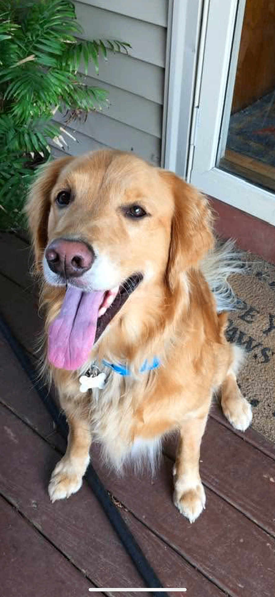 Hank joined the competition — help win amazing prizes! dog, golden_retriever, tongue_out, pet, animal, canine, sitting, collar, outdoor, wooden_deck, plant, door, fur, happy, friendly, domestic_animal, mammal, portrait, companion, cute