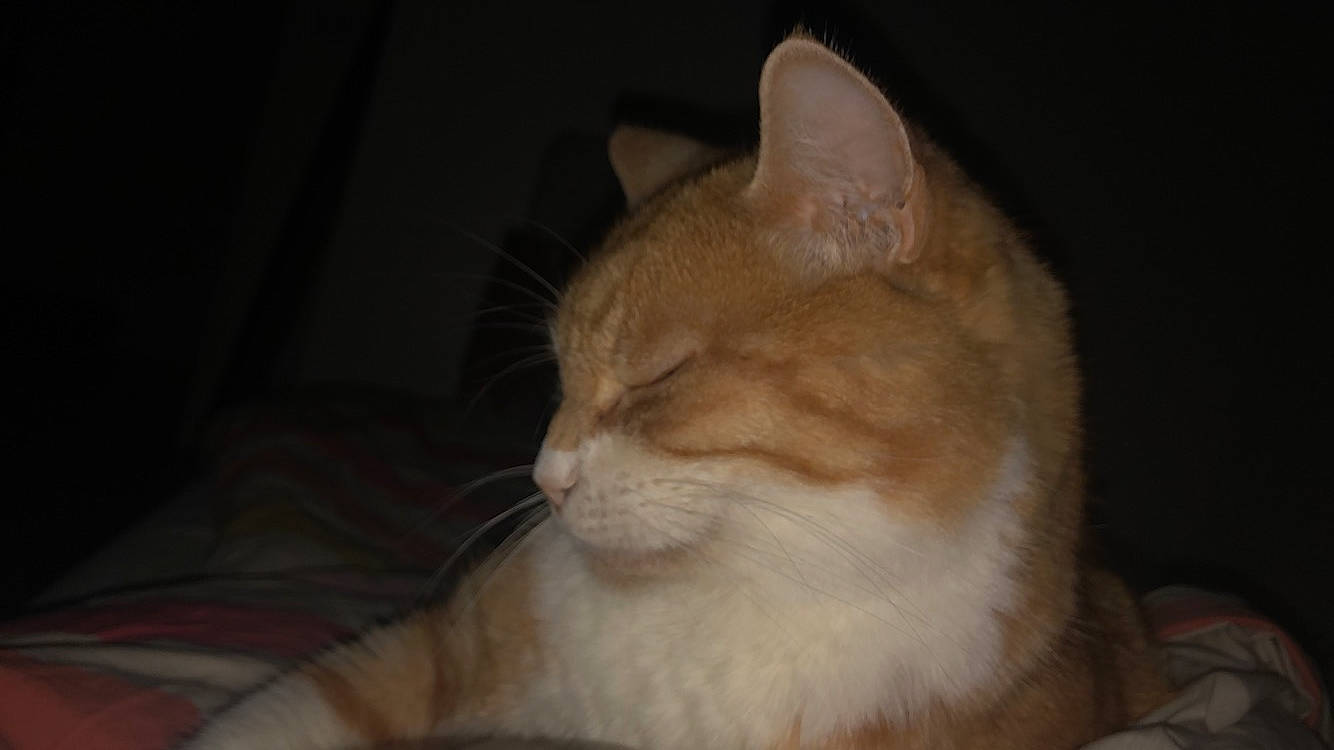 Muxu participe au concours pour gagner de l'argent avec cette photo : aegean_cat, asian, burmilla, carnivore, cat, ear, european_shorthair, fawn, felidae, fur, kitten, mammal, norwegian_forest_cat, nose, small_to_medium_sized_cats, snout, somali, tail, vertebrate, whiskers