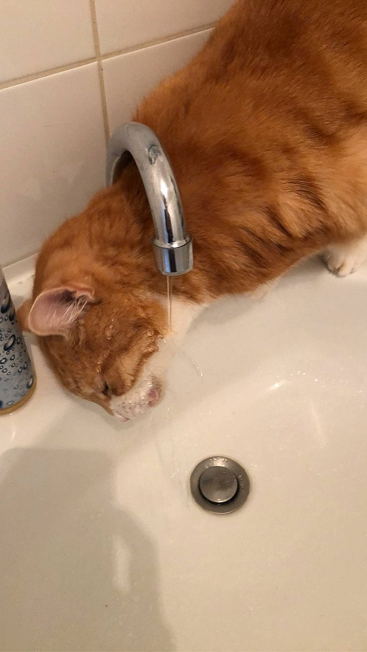 Muxu participe au concours pour gagner de l'argent avec cette photo : bidet, carnivore, cat, domestic_short_haired_cat, ear, european_shorthair, felidae, fur, kitten, plumbing_fixture, sink, small_to_medium_sized_cats, tabby_cat, tap, washing, whiskers