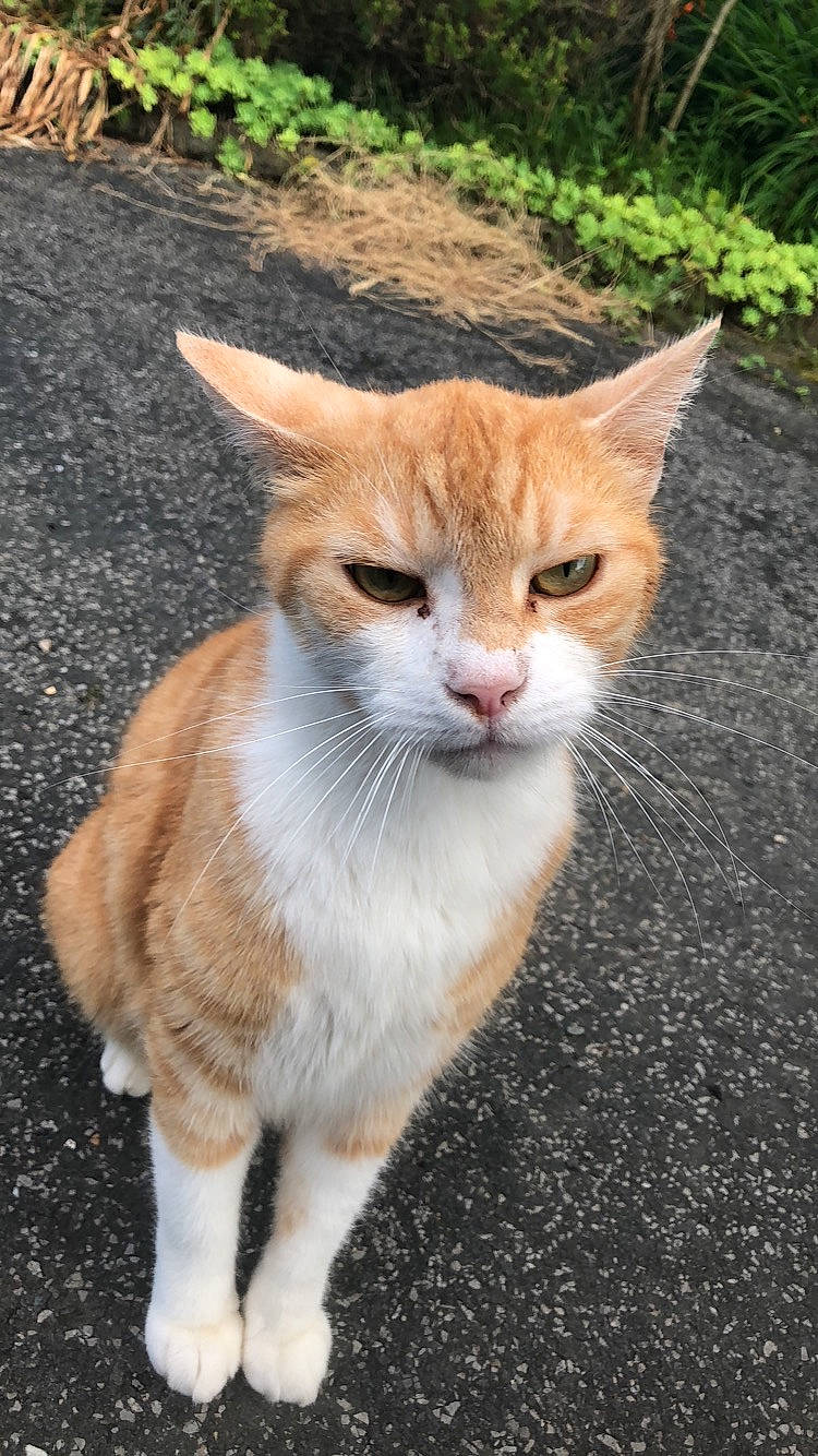 Muxu a rejoint le concours — aidez-le/la à gagner de superbes lots ! aegean_cat, american_wirehair, arabian_mau, asian, carnivore, cat, domestic_short_haired_cat, european_shorthair, fawn, felidae, fur, german_rex, kitten, mammal, polydactyl_cat, small_to_medium_sized_cats, tabby_cat, tail, vertebrate, whiskers