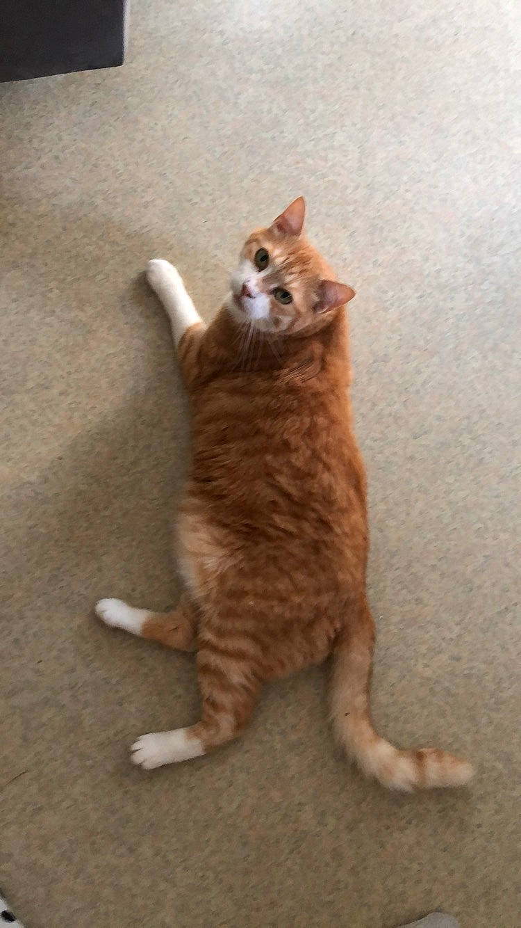 Muxu a rejoint le concours — aidez-le/la à gagner de superbes lots ! aegean_cat, american_wirehair, arabian_mau, carnivore, cat, domestic_short_haired_cat, european_shorthair, fawn, felidae, fur, german_rex, kitten, mammal, polydactyl_cat, small_to_medium_sized_cats, tabby_cat, tail, whiskers