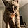 Oliver