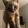 Oliver