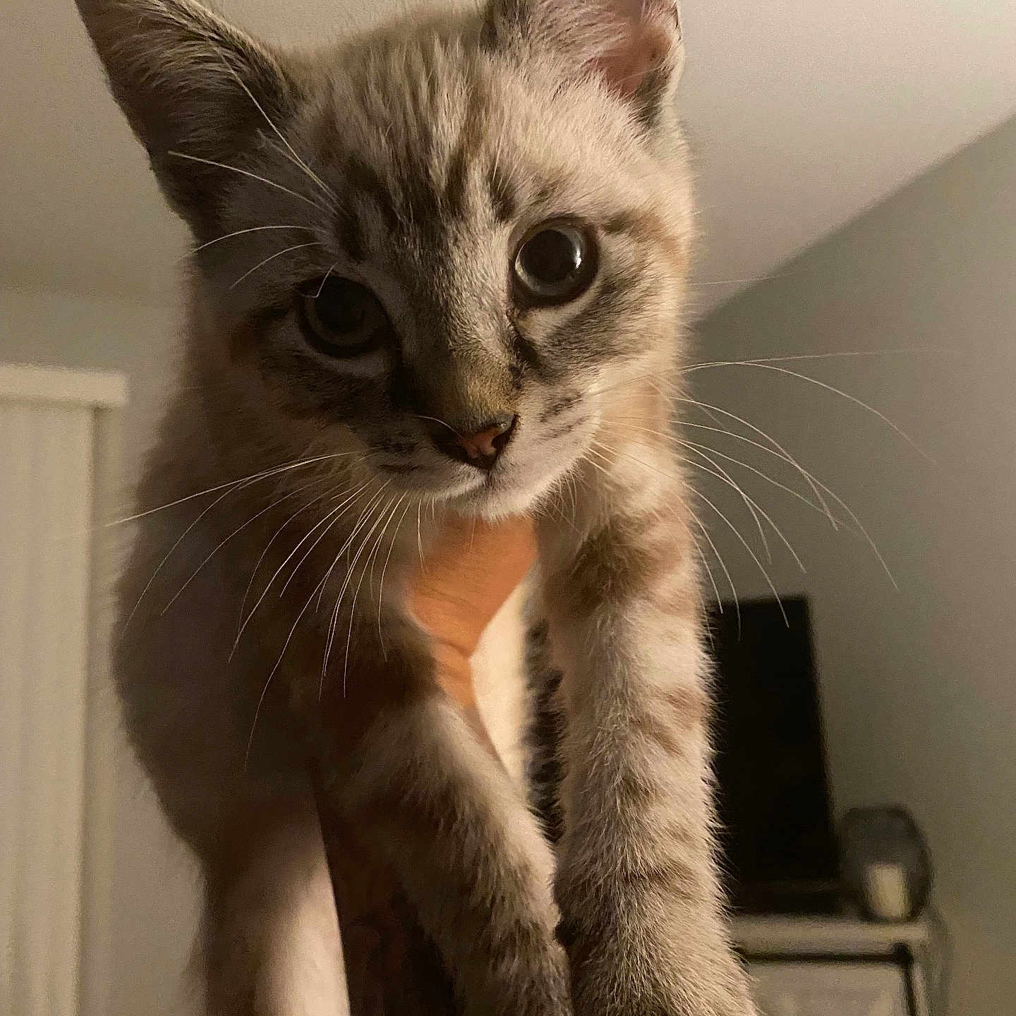 Oliver joined the competition — help win amazing prizes! kitten, cat, animal, pet, fur, whiskers, close_up, hand, tattoo, indoor, cute, curious, eyes, face, portrait, feline, young, domestic, mammal, soft_lighting