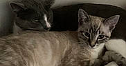 Oliver is registered to the contest to win money with this photo: cat, two_cats, gray_cat, cream_cat, knit_blanket, cozy, snuggling, indoor, resting, feline, pet, animal, cute, relaxed, curious, texture, soft, companion, laying, close
