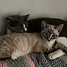 cat, two_cats, gray_cat, cream_cat, knit_blanket, cozy, snuggling, indoor, resting, feline, pet, animal, cute, relaxed, curious, texture, soft, companion, laying, close