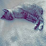 Oliver joined the competition — help win amazing prizes! cat, sleeping, blanket, furniture, indoor, cozy, pet, fur, resting, cute, animal, relaxed, soft, paw, whiskers, chair, domestic, calm, nap, comfort