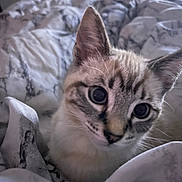 Oliver is registered to the contest to win money with this photo: kitten, cat, pet, close_up, fur, bed, blanket, indoor, cozy, curious, animal, whiskers, ears, cute, young, soft, resting, domestic, portrait, comfort
