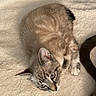 Oliver is registered to the contest to win money with this photo: cat, animal, pet, feline, blue_eyes, curled_up, resting, fluffy_blanket, soft_texture, indoor, cozy, cute, tabby, striped, whiskers, ears, tail, relaxed, sleepy, close_up