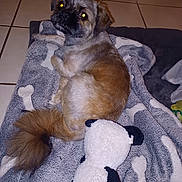 Cookie participe au concours pour gagner de l'argent avec cette photo : bed, blanket, cozy, dog, eyeshine, flash_reflection, fur, home, indoor, looking_back, panda_plush, pet, puppy, relaxed, small_dog, stuffed_toy, tail, tile_floor, towel, toy