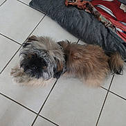 Cookie participe au concours pour gagner de l'argent avec cette photo : animal, blanket, brown_fur, companion, cozy, curious, cute, dog, domestic_animal, floor_tiles, fluffy, fur, gray_fur, home, indoor, looking_up, pet, resting, small_dog, tile_floor