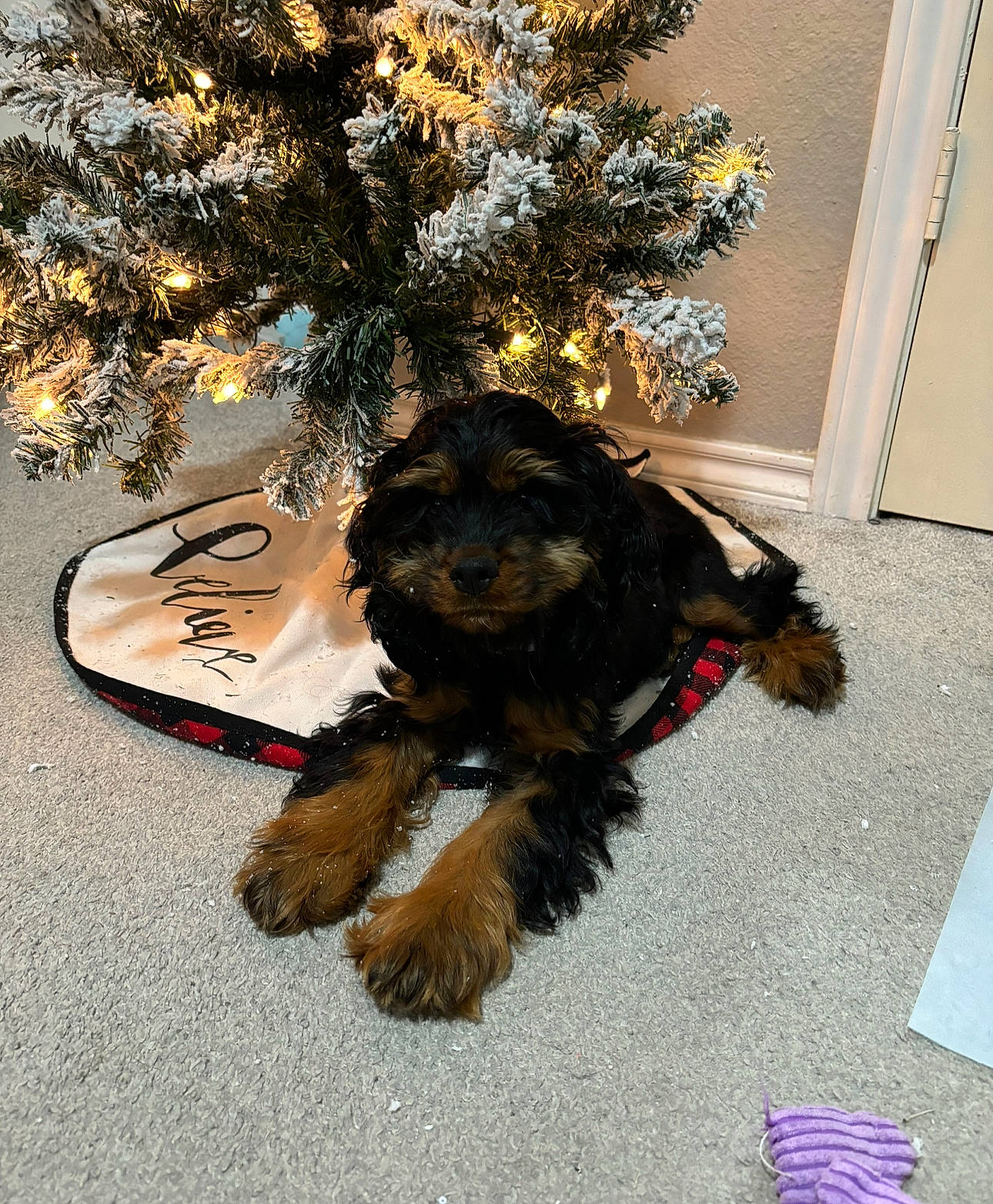 Coco joined the competition — help win amazing prizes! art, carnivore, christmas, christmas_decoration, companion_dog, dog, dog_breed, dog_supply, door, event, fawn, fur, holiday, liver, snout, sporting_group, tail, terrier, toy_dog, wood