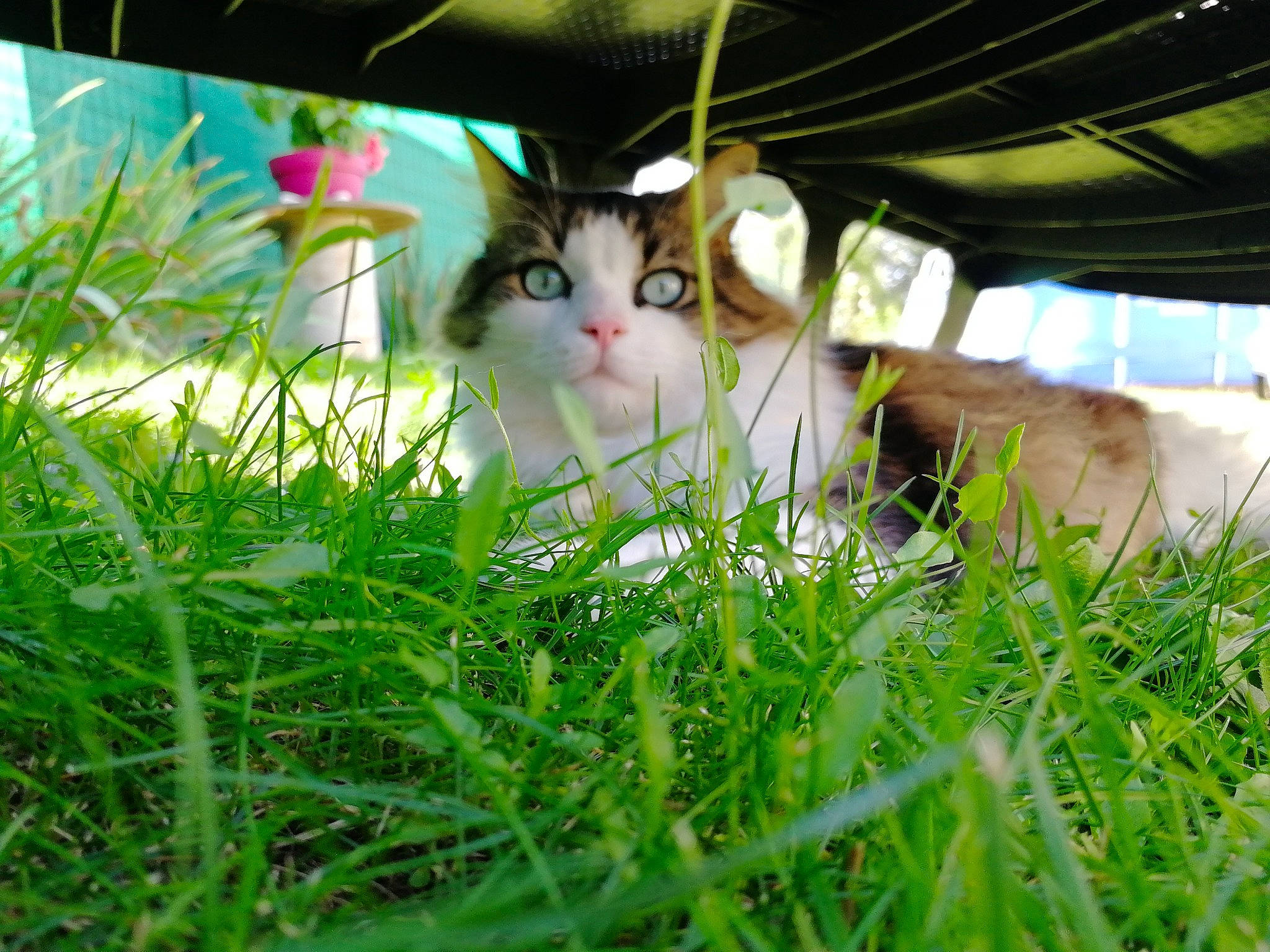 Peeta a rejoint le concours — aidez-le/la à gagner de superbes lots ! carnivore, cat, domestic_short_haired_cat, felidae, fur, grass, grass_family, grassland, groundcover, lawn, leisure, people_in_nature, plant, shrub, small_to_medium_sized_cats, tail, tree, whiskers