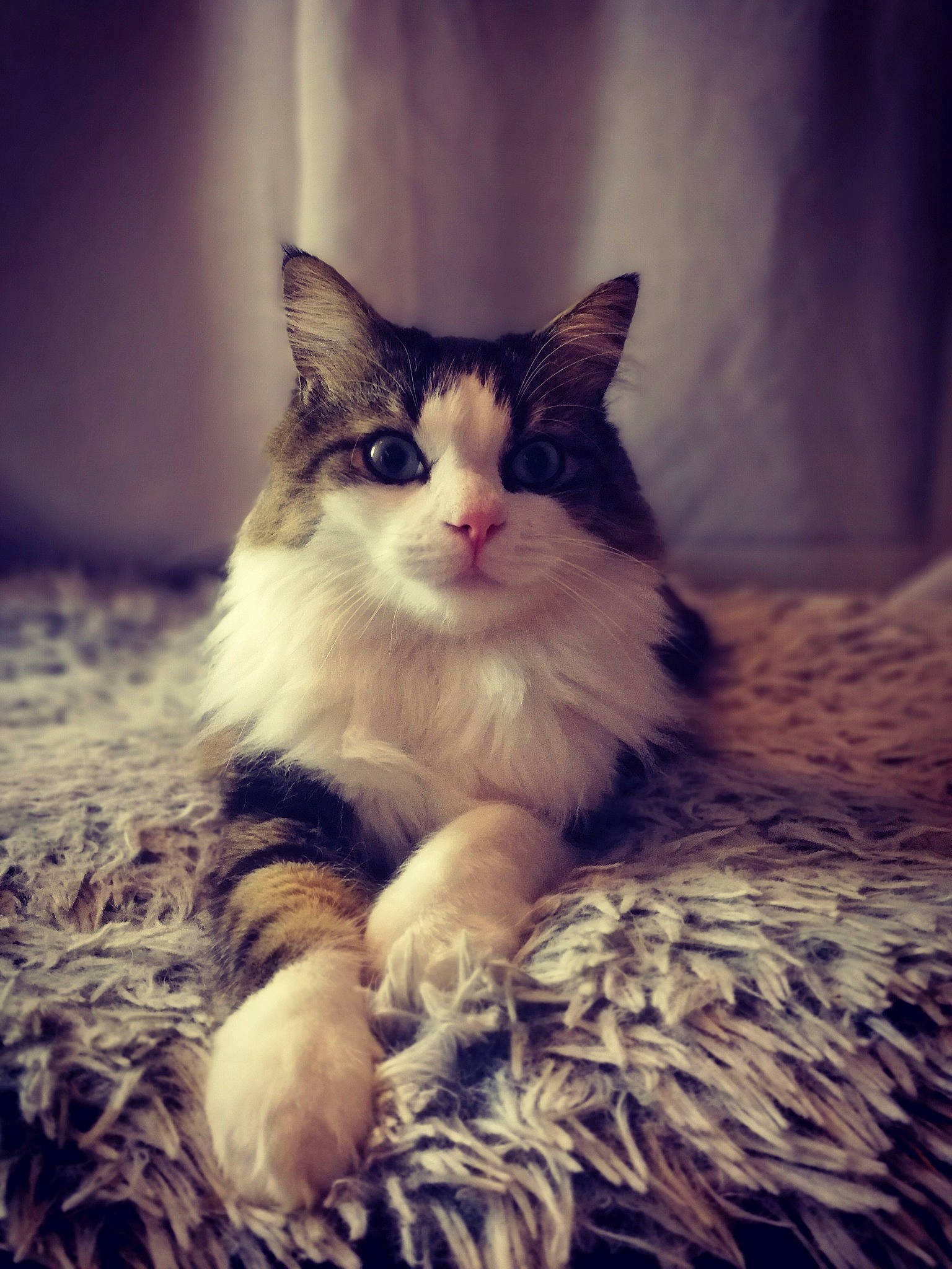 Peeta a rejoint le concours — aidez-le/la à gagner de superbes lots ! carnivore, cat, claw, cloud, comfort, darkness, domestic_short_haired_cat, fawn, felidae, foot, fur, meteorological_phenomenon, paw, plant, sitting, small_to_medium_sized_cats, snout, tail, whiskers, wood