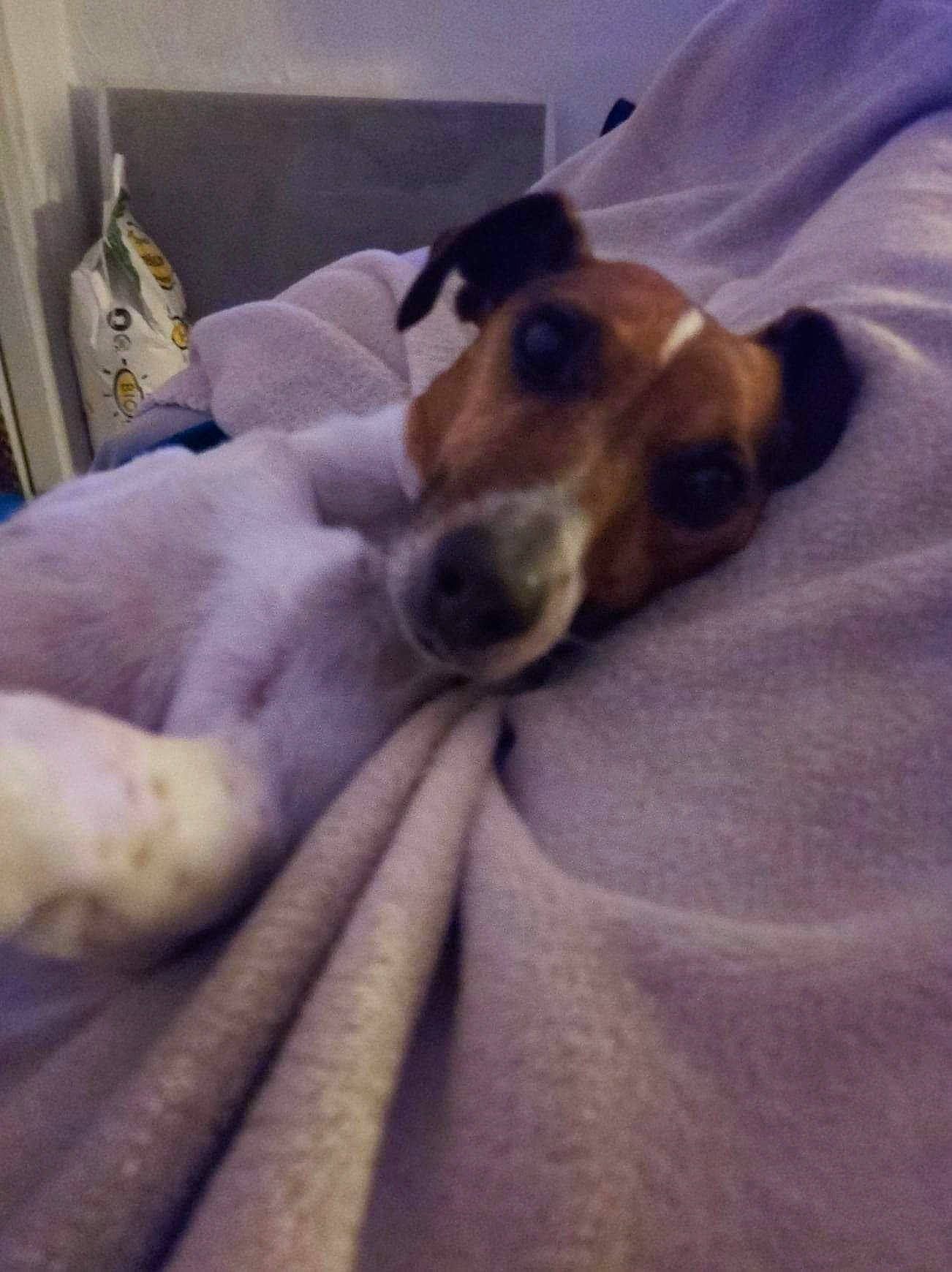 Java a rejoint le concours — aidez-le/la à gagner de superbes lots ! canidae, carnivore, cloud, collar, comfort, companion_dog, dog, dog_breed, fawn, fur, linens, nap, non_sporting_group, paw, snout, sporting_group, whiskers, working_animal