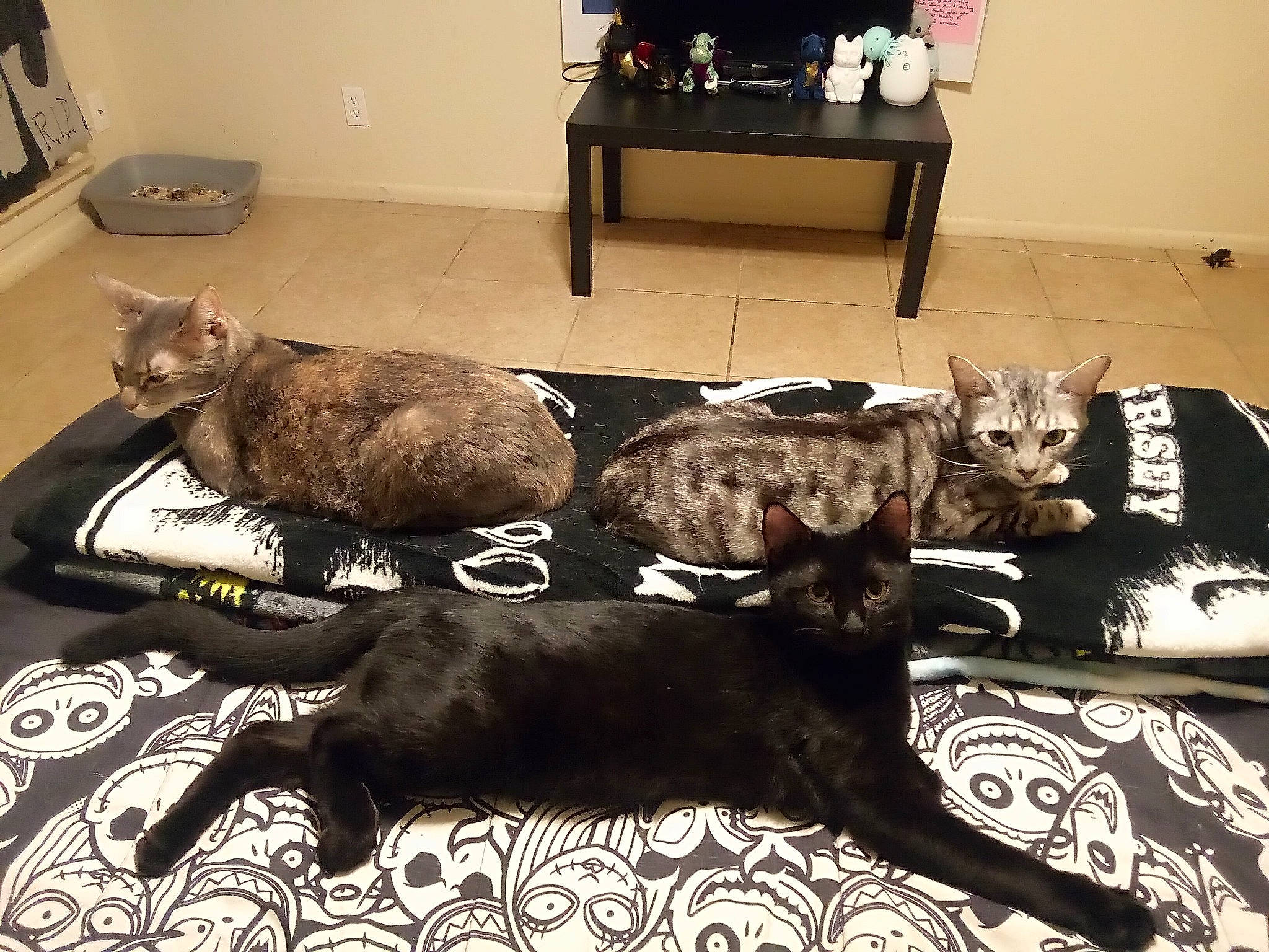 Leon is registered to the contest to win money with this photo: black, black_cat, bombay, canidae, carnivore, cat, comfort, companion_dog, dog_breed, felidae, floor, flooring, grey, interior_design, small_to_medium_sized_cats, sporting_group, table, tail, whiskers, wood