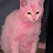 Ophelia joined the competition — help win amazing prizes! cat, closeup, couch, domestic_cat, dyed_fur, feline, flash_photo, fur, indoors, pastel, pet, pink_cat, pink_tint, portrait, sitting, sitting_on_floor, unimpressed, upholstery, whiskers, yellow_eyes