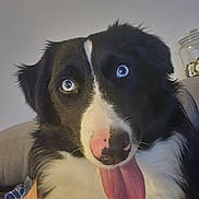 Aïka participe au concours pour gagner de l'argent avec cette photo : dog, black_and_white, blue_eyes, tongue_out, close_up, pet, indoor, fur, cute, happy, canine, animal, face, expression, sitting, household, domestic, companion, portrait, friendly
