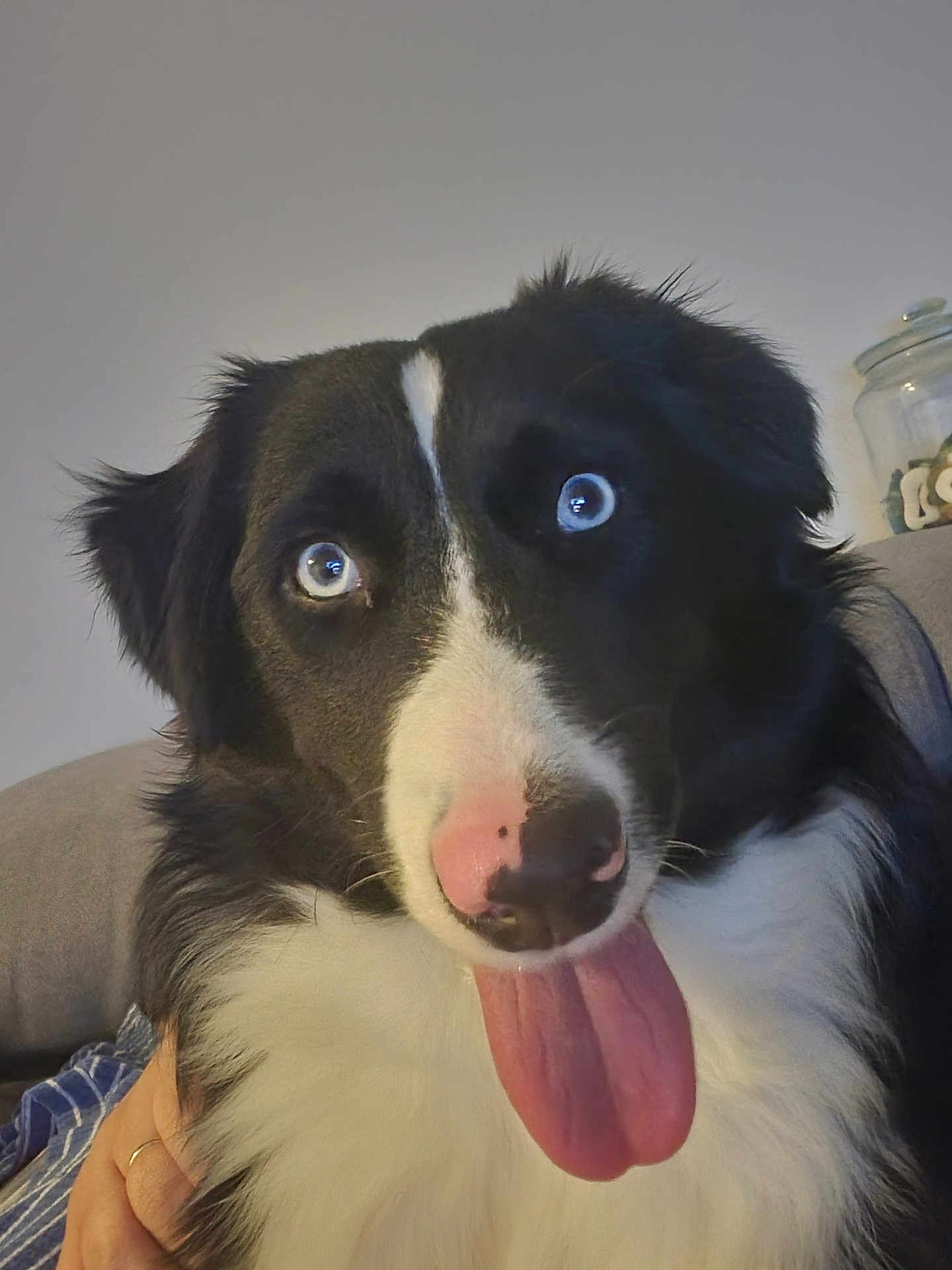Aïka participe au concours pour gagner de l'argent avec cette photo : dog, black_and_white, blue_eyes, tongue_out, close_up, pet, indoor, fur, cute, happy, canine, animal, face, expression, sitting, household, domestic, companion, portrait, friendly