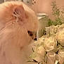 animal, bouquet, close_up, cream_color, curious, cute, decor, dog, domestic_animal, flower, fluffy, furry, indoor, leaf, nature, pet, plant, rose, sniffing, soft_light