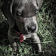 Uliva a rejoint le concours — aidez-le/la à gagner de superbes lots ! adorable, animal, canine, close_up, collar, cute, dog, eyes, fur, grass, greenery, nature, outdoor, pet, portrait, puppy, shadow, sitting, texture, young
