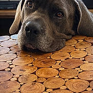 Uliva a rejoint le concours — aidez-le/la à gagner de superbes lots ! animal, background, brown_fur, calm, close_up, cozy, dog, ears, eyes, face, furniture, indoor, nostrils, pet, portrait, resting, snout, texture, wood_slices, wooden_table