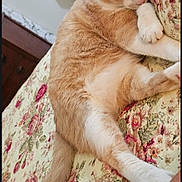 Princess joined the competition — help win amazing prizes! cat, orange_cat, white_cat, sleeping, pet, animal, fluffy, fur, paws, tail, bed, bedspread, floral, bedroom, indoors, relaxed, nap, resting, cozy, portrait