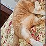 cat, orange_cat, white_cat, sleeping, pet, animal, fluffy, fur, paws, tail, bed, bedspread, floral, bedroom, indoors, relaxed, nap, resting, cozy, portrait