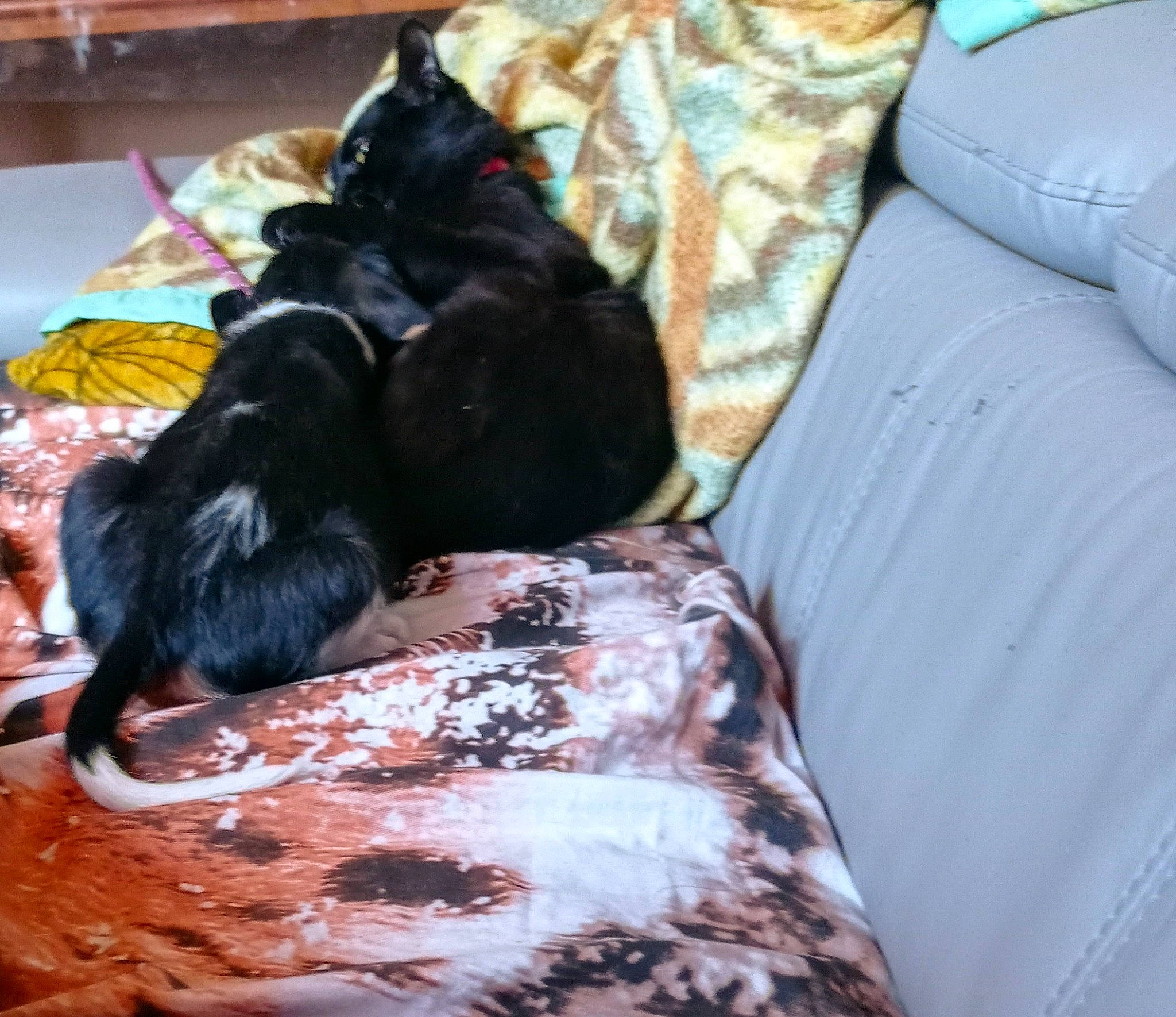 Asterix participe au concours pour gagner de l'argent avec cette photo : bed, bed_sheet, bedding, black_cat, canidae, carnivore, comfort, companion_dog, dog, dog_breed, felidae, fur, linens, liver, nap, small_to_medium_sized_cats, sporting_group, tail, whiskers, working_animal