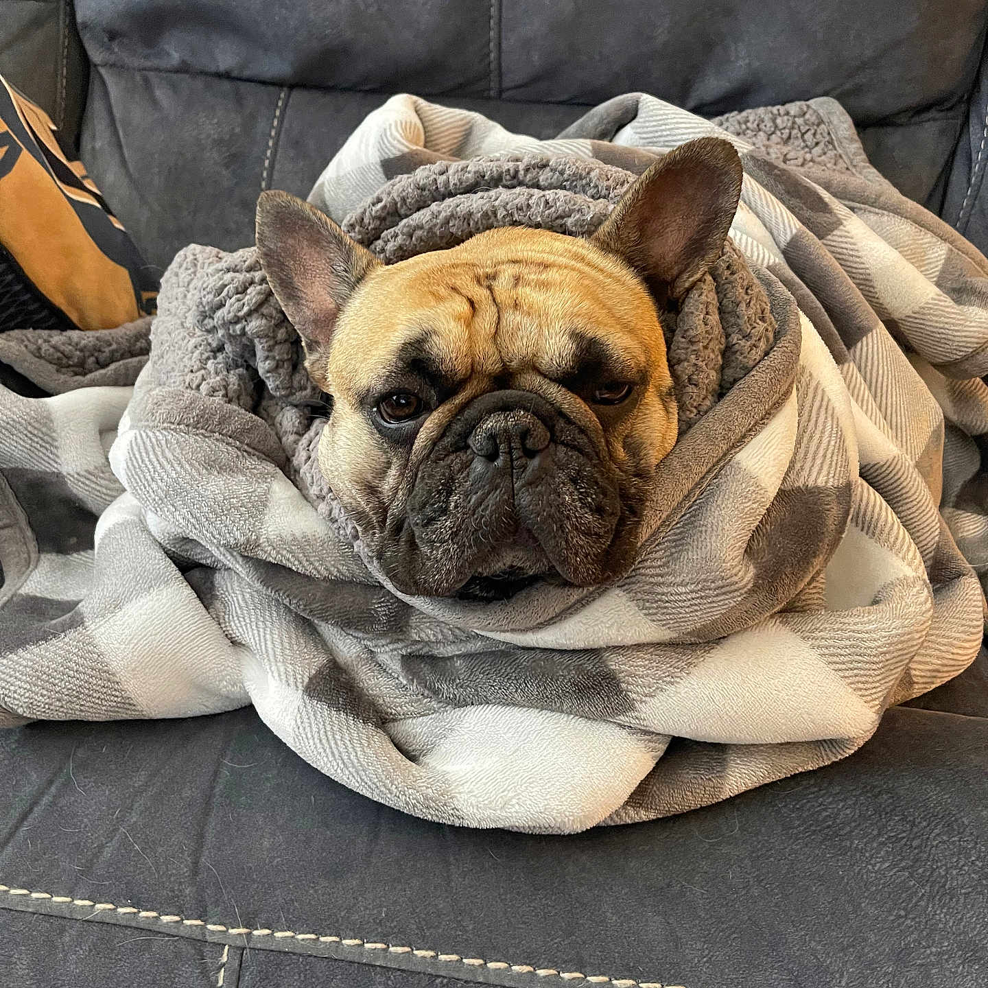 Bruno