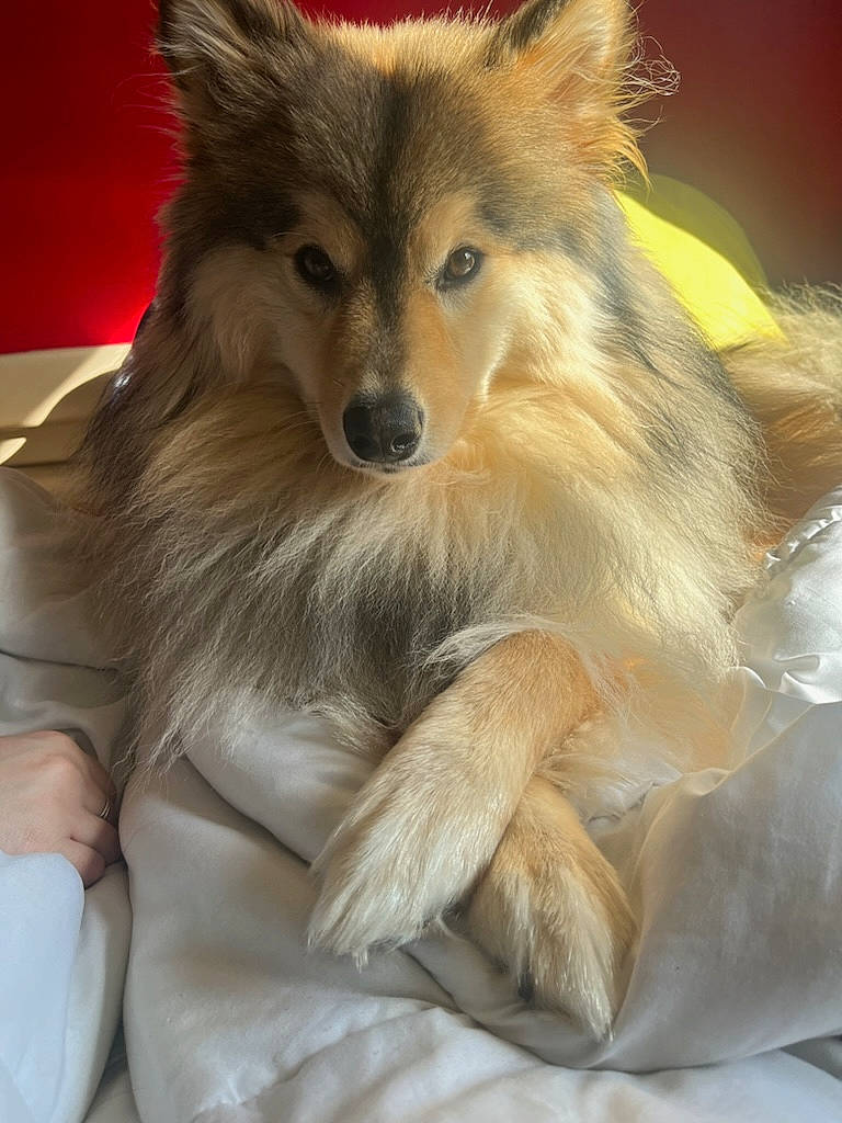 T'Spike a rejoint le concours — aidez-le/la à gagner de superbes lots ! canidae, canis, carnivore, companion_dog, dog, dog_breed, fawn, fox, fur, german_spitz_mittel, plant, red_fox, snout, spitz, tail, terrestrial_animal, toy_dog, whiskers, wildlife