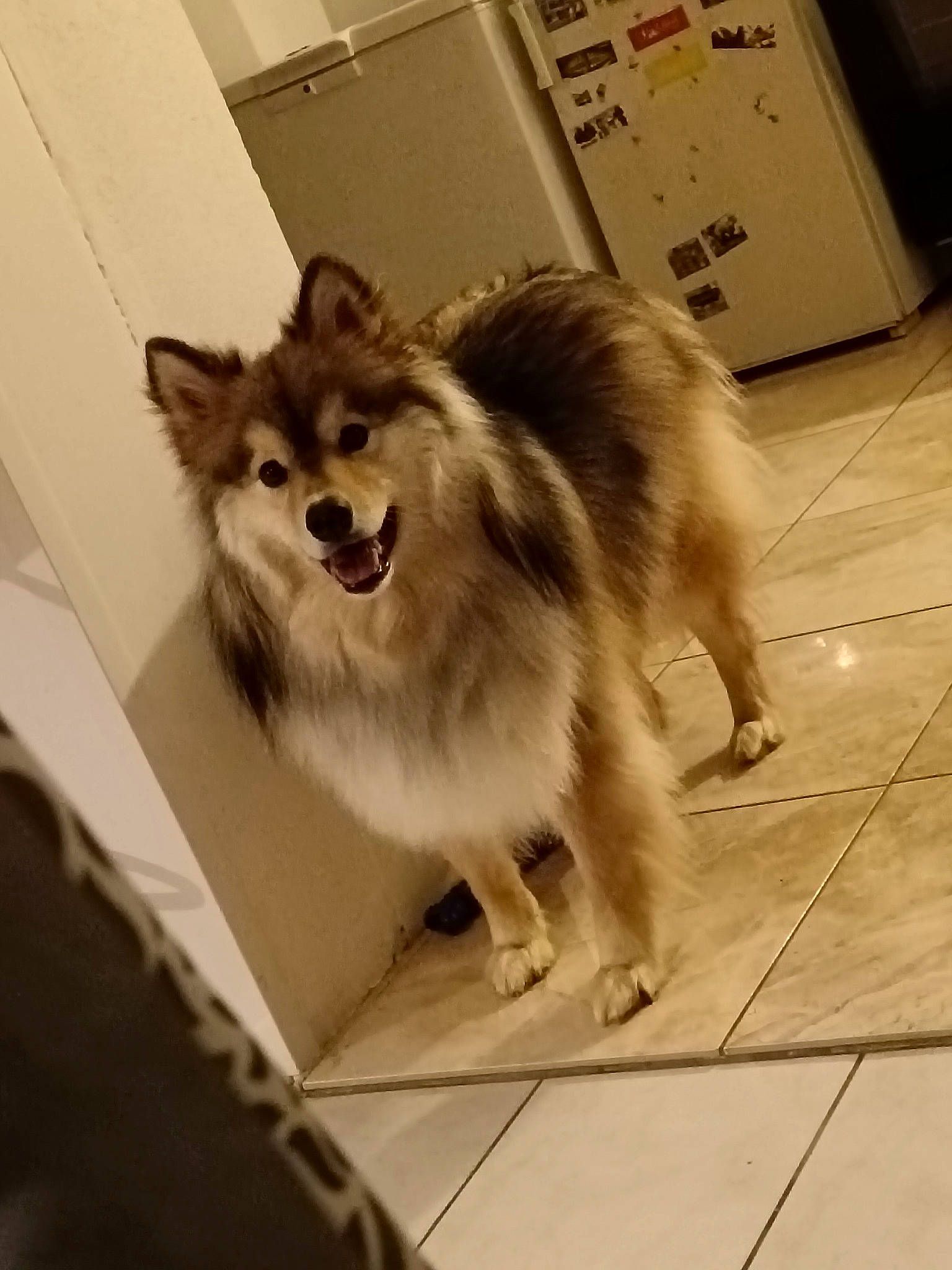 T'Spike a rejoint le concours — aidez-le/la à gagner de superbes lots ! canidae, carnivore, collie, companion_dog, dog, dog_breed, dog_supply, flooring, fur, german_spitz, home_appliance, scotch_collie, shetland_sheepdog, snout, sporting_group, tail, tile_flooring, toy_dog, whiskers, working_dog