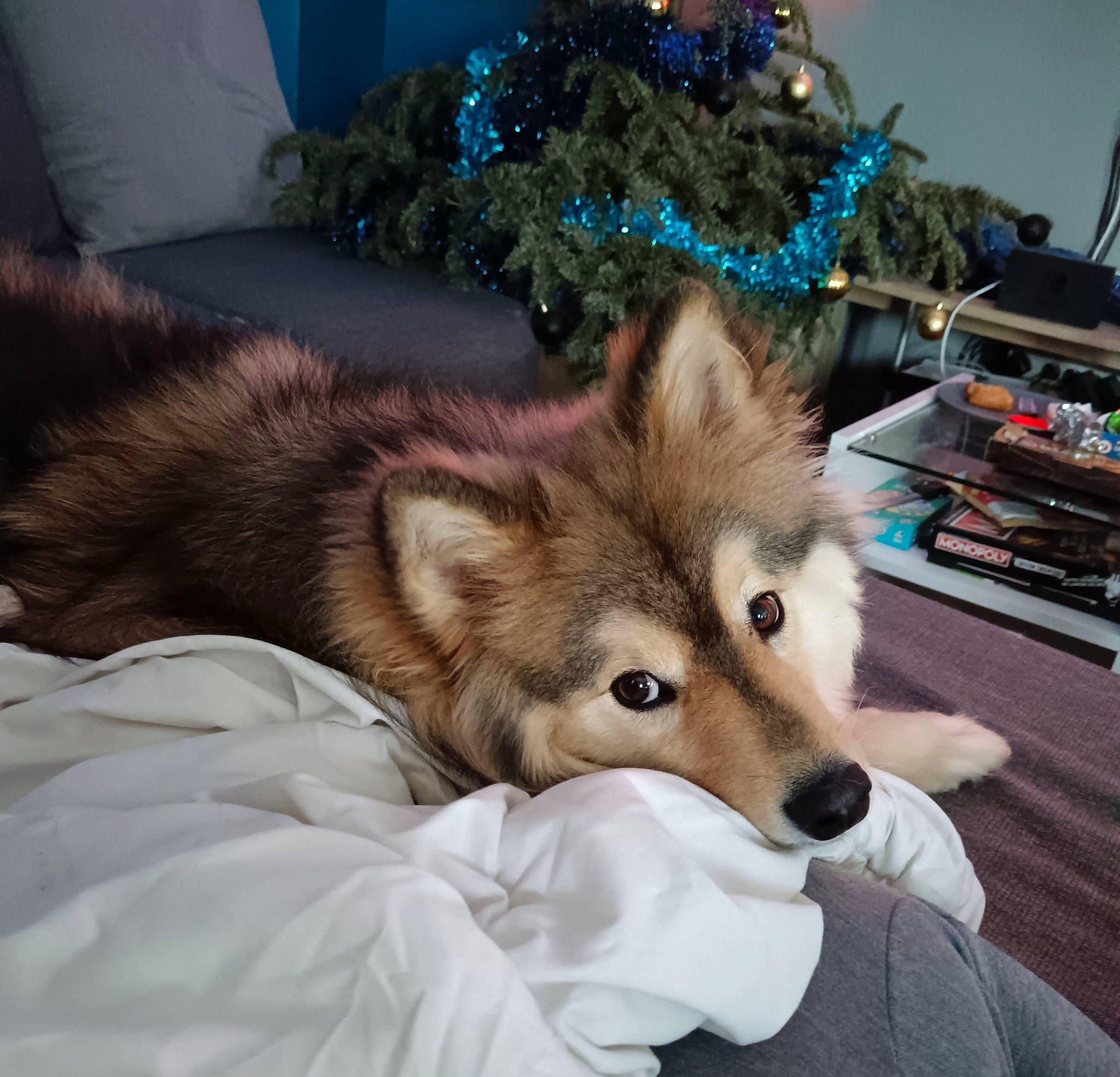 T'Spike a rejoint le concours — aidez-le/la à gagner de superbes lots ! canidae, canis, carnivore, christmas_tree, companion_dog, couch, dog, dog_breed, dog_supply, event, fawn, fur, holiday, puppy, siberian_husky, sled_dog, spitz, sporting_group, whiskers, wood