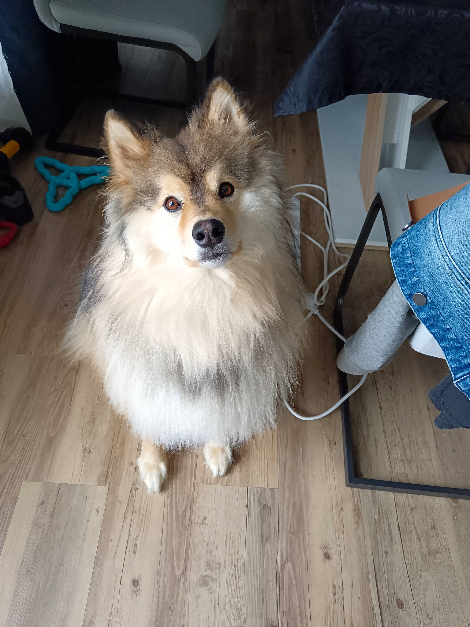 T'Spike participe au concours pour gagner de l'argent avec cette photo : canidae, carnivore, chair, companion_dog, dog, dog_breed, fawn, flooring, fur, german_spitz, german_spitz_klein, hardwood, snout, spitz, sporting_group, tail, toy_dog, whiskers, wood, wood_flooring