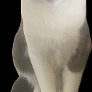 Titan joined the competition — help win amazing prizes! cat, gray, white, pet, animal, feline, sitting, curious, whiskers, ears, tail, fur, closeup, portrait, indoor, cute, black_background, domestic_cat, mammal, soft_focus